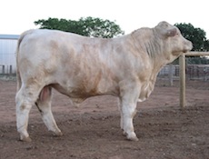 Charolais Bull.  Cattle For Sale